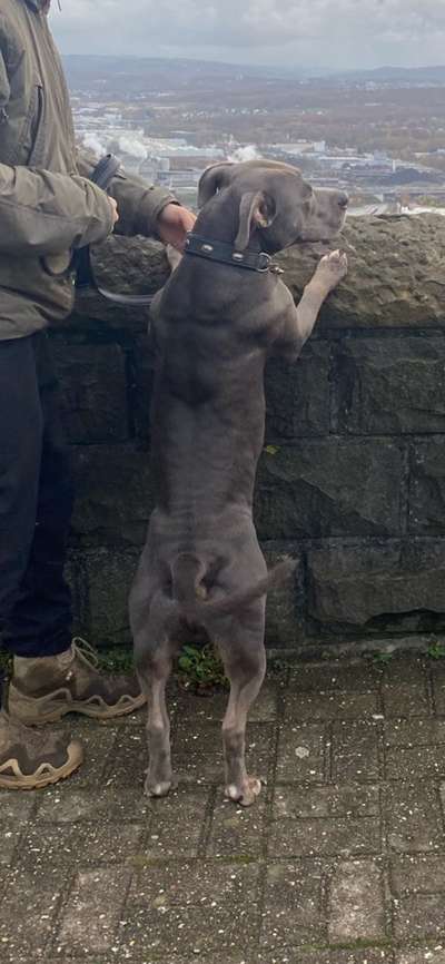 Der Gewichts-Thread-Beitrag-Bild