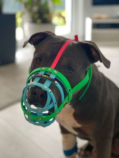 Zeigt mir doch bitte eure Maulkörbe!-Beitrag-Bild