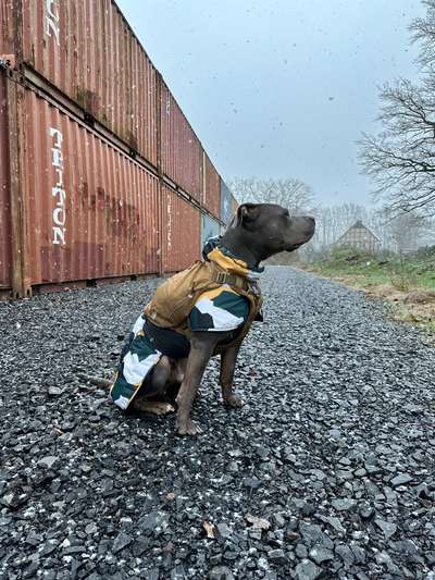 Rucksack für den Hund-Beitrag-Bild