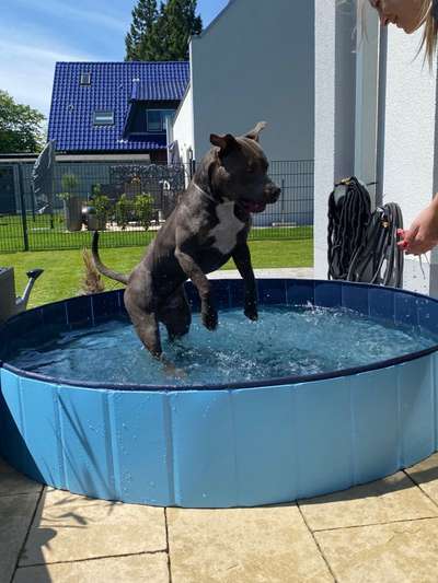 Hundepool-Beitrag-Bild