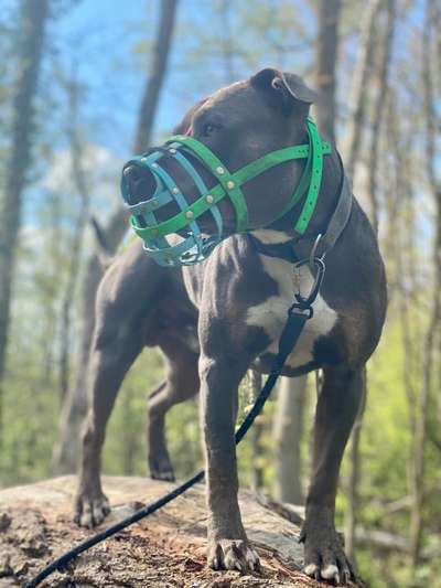 Zeigt mir doch bitte eure Maulkörbe!-Beitrag-Bild