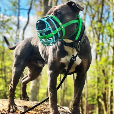 Die Dogorama Kalender Challenge Teil 3/4-Beitrag-Bild