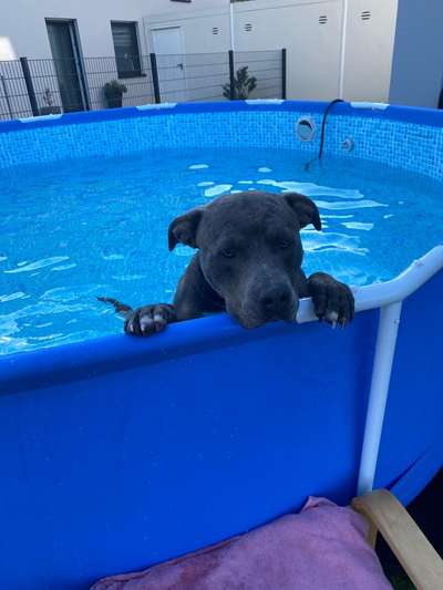 Hundepool-Beitrag-Bild