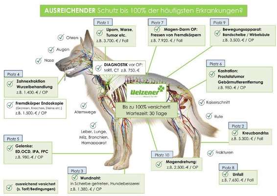 SantéVet Versicherung-Beitrag-Bild