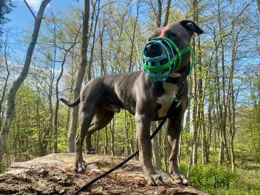 Richtiger Maulkorb-Beitrag-Bild