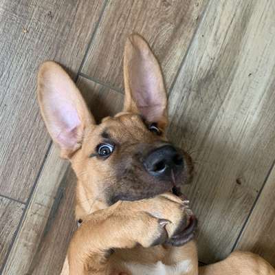 Hundetreffen-Hundekumpeltreffen