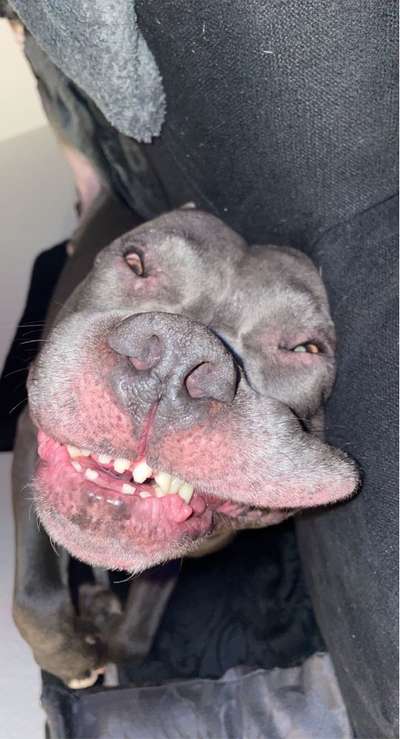 Lustigsten Grimassen von euren Hunden-Beitrag-Bild