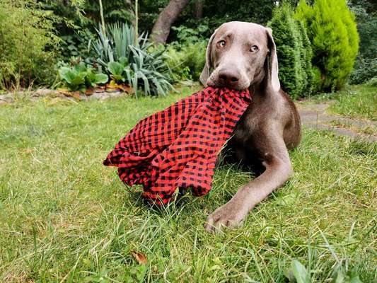 Foto Challenge die Vierte-Beitrag-Bild