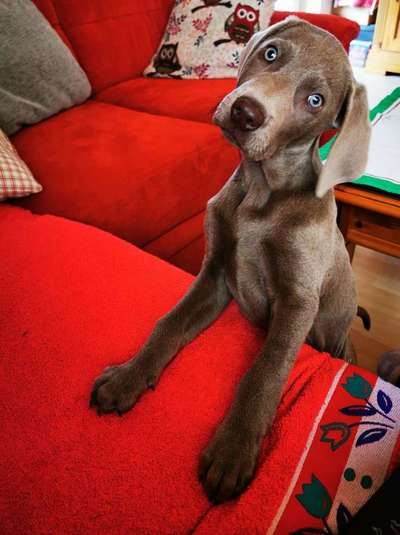 CHALLENGE NR. 19 - Der Hundeblick-Beitrag-Bild