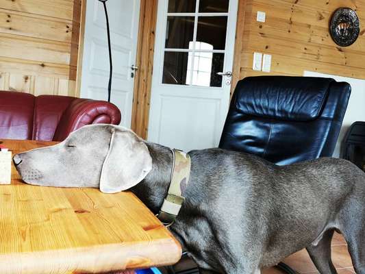 Challenge Nr 14
Eure Fellnasen auf ihrem Lieblingsplatz-Beitrag-Bild