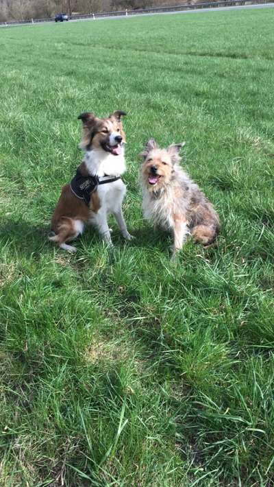 Hundetreffen-Just for fun-Bild