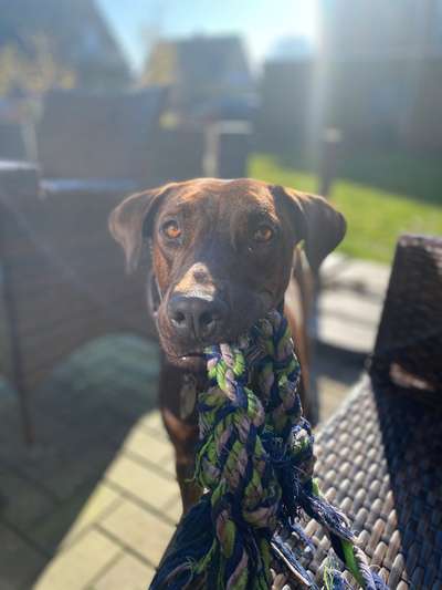 Challenge 23 : "  Euer Hund beim Frühlingserwachen "-Beitrag-Bild