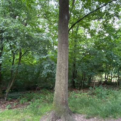 Giftköder-EPS im Laehrpark-Bild