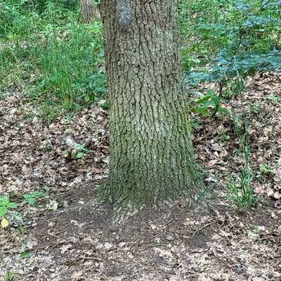Giftköder-EPS im Grunewald-Bild