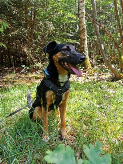 Jack Russell Terrier-Beitrag-Bild