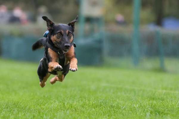 Dogorama Photo Challenge - Hunde in Action-Beitrag-Bild