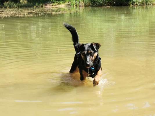 Dogorama Photo Challenge - Wasserspiele-Beitrag-Bild