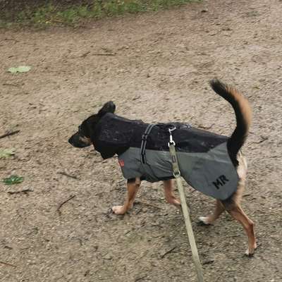 Regenmantel für den Hund (nötig?/Empfehlungen)-Beitrag-Bild