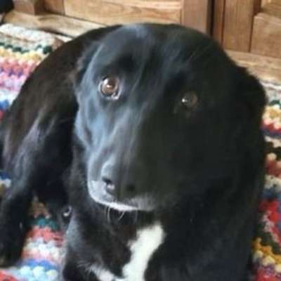 Hundetreffen-Gassi und Spielerunden :)-Bild