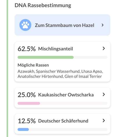 Mischlingshunde Foto Aufruf-Beitrag-Bild