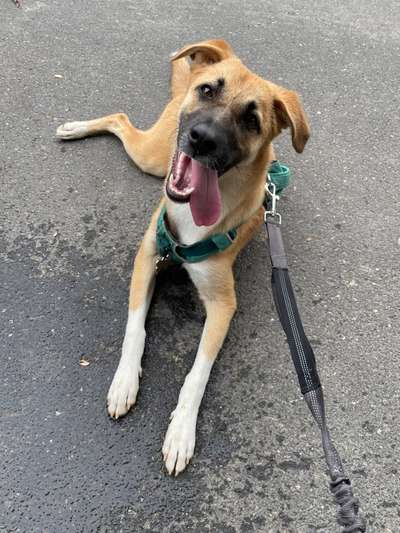 Mischlingshunde Foto Aufruf-Beitrag-Bild