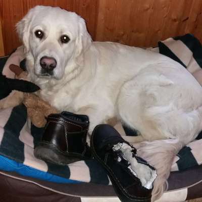 Hundetreffen-Spaziergänge in Weißenfels und Umgebung-Bild