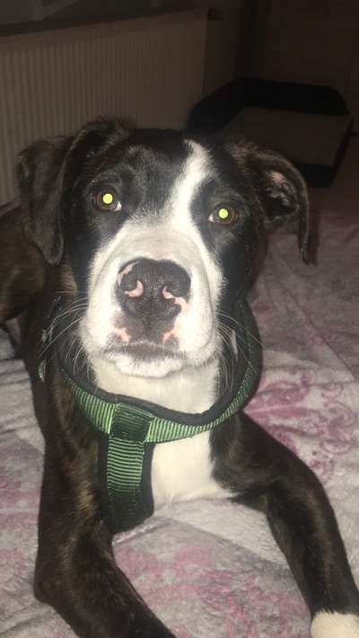 Hundetreffen-Sozialisieren-Bild