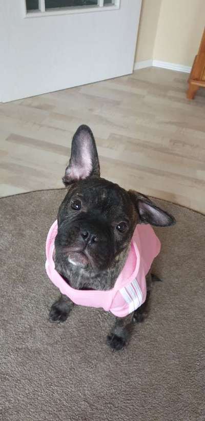 Zeigt her eure Frenchi-Beitrag-Bild