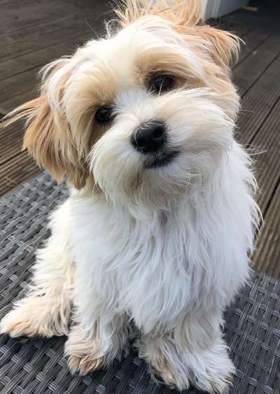 Welpen Bilder !-Beitrag-Bild