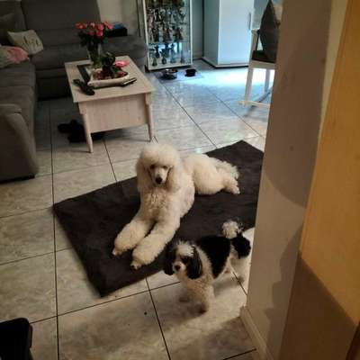 Alles rund um den Pudel-Beitrag-Bild