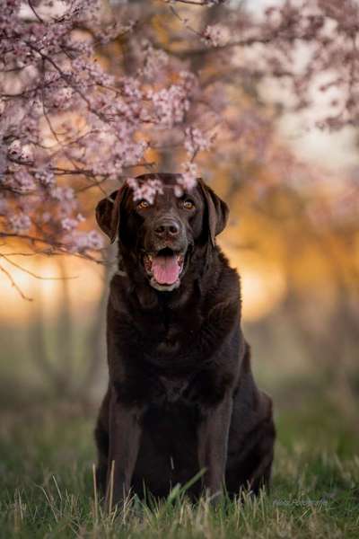 Hundetreffen-Hundefreunde, Hundetreffen gesucht-Bild