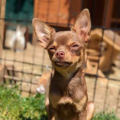 Hundetreffen-Chihuahua und kleine Hunde-Bild