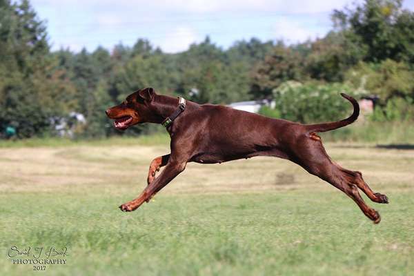 Die Dogorama Kalender Challenge Titelbild-Beitrag-Bild