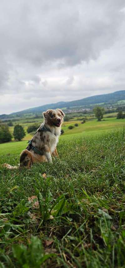 Hundetreffen-Trainingspartner für Begegnungs- & Leinentraining gesucht 🐕-Bild