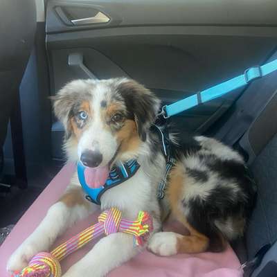 Hundetreffen-Welpentreff in Bierlingen-Bild