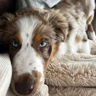 Hundetreffen-Welpenspieltreff Mögeldorf-Bild