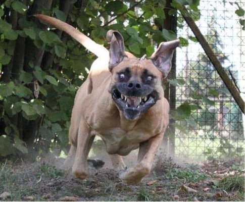 Hunde Memes-Beitrag-Bild