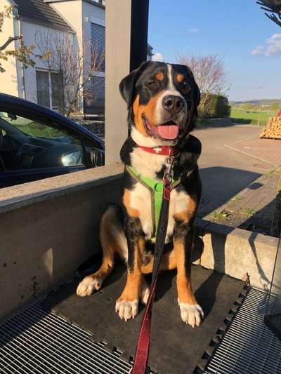 Berner Sennen-Beitrag-Bild