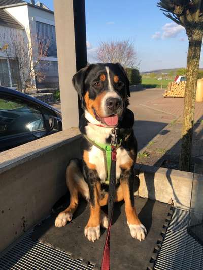 Weitere Große Schweizer Sennenhunde (oder andere große Rassen) hier?-Beitrag-Bild