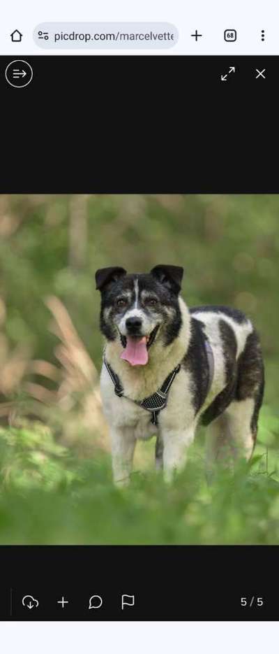 Tierschutzhunde suchen ein Zuhause-Beitrag-Bild