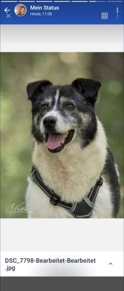 Tierschutzhunde suchen ein Zuhause-Beitrag-Bild