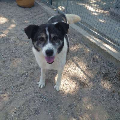 Tierschutzhunde suchen ein Zuhause-Beitrag-Bild