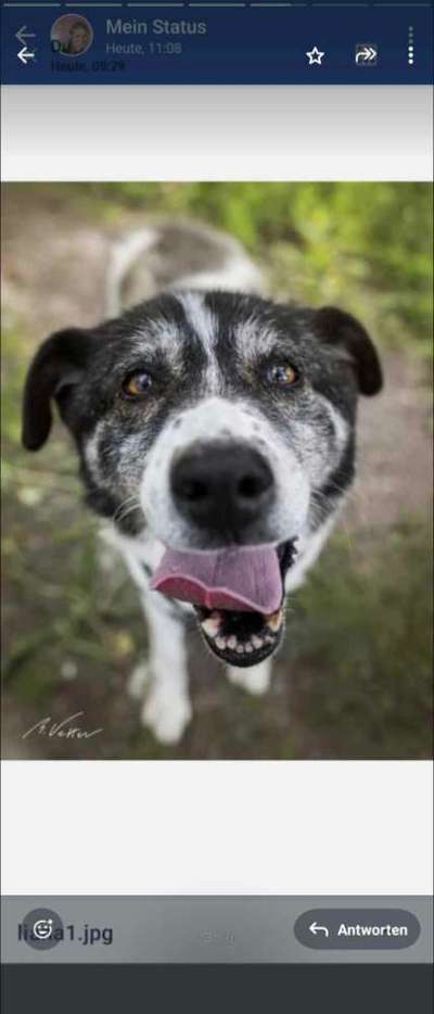Tierschutzhunde suchen ein Zuhause-Beitrag-Bild