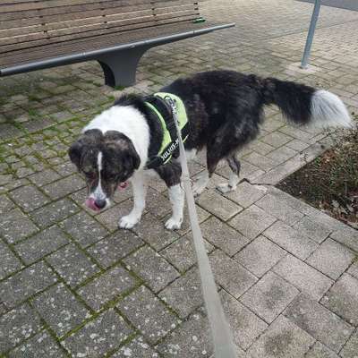 Hundetreffen-🐶Gassi Spaziergang 🐶-Bild