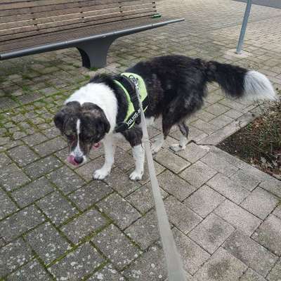 Hundetreffen-Spielkamerad/ Spaziergang  mit Hund gemeinsames Gassi gehen-Bild