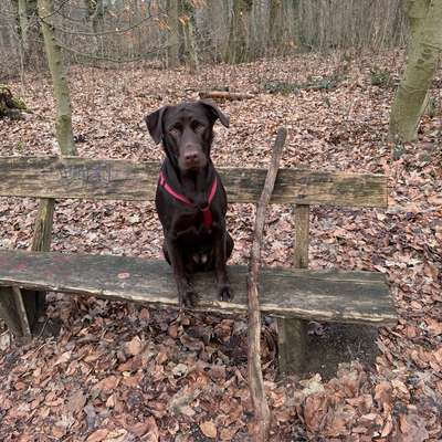 Hundetreffen-Labbi Spielfreunde-Bild