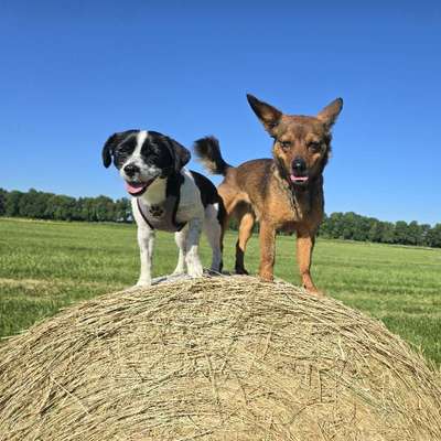 Hundetreffen-Spielkameraden