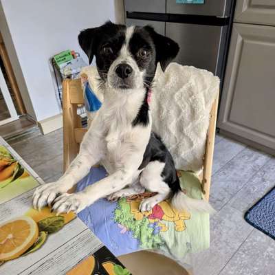 Hundetreffen-Spielkameraden/Spaziergänge-Bild