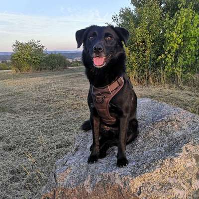 Hundetreffen-Social-Walk/Trainingsspaziergang-Bild