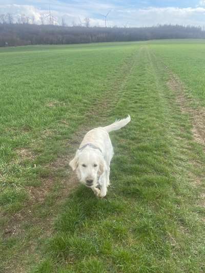 Wo sind die Golden Retriever Liebhaber?-Beitrag-Bild